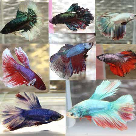 Betta, Male Assorted
